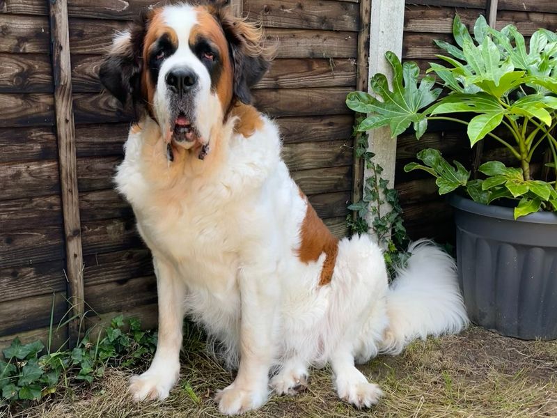 St bernard dogs for adoption sale